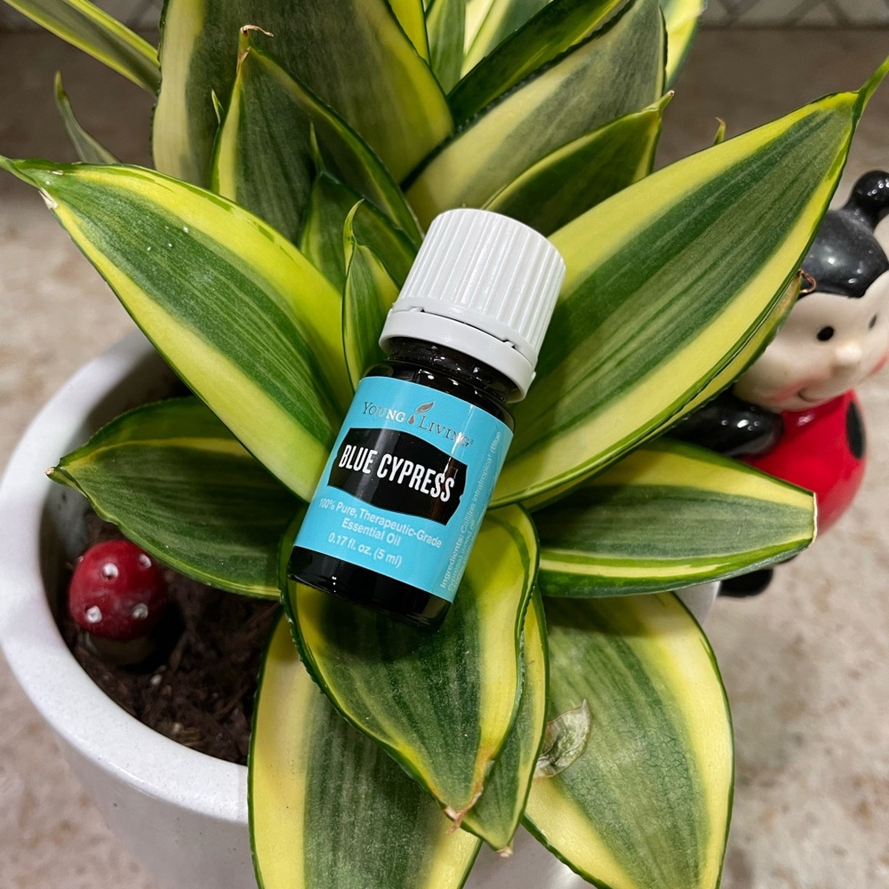 Young Living Blue Cypress Essential Oil